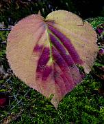 05 Viburnum 7120